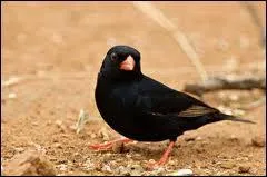 D'un noir bleut en priode nuptiale, cet oiseau vit en Afrique Occidentale :