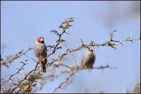 Quel est cet oiseau africain vivant principalement en Angola ?