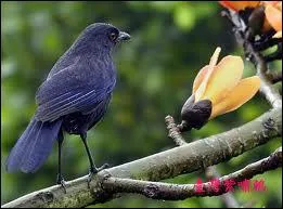 Quel est cette espce d'Amrique du Sud ?