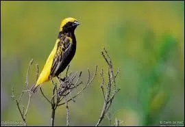 Encore un oiseau d'Afrique, celui-ci c'est un ...
