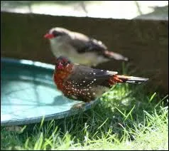 Il vit dans les rgions herbeuses de l'Inde, de Thalande ...