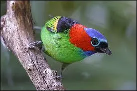 Parmi les nombreuses varits de Tangaras, voici le ...