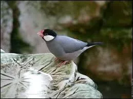 Quel est cet oiseau originaire de Java et des les avoisinantes ?