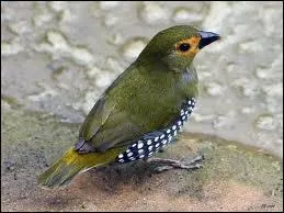 Quelle est l'appellation de cet astrid ?