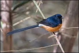 Et enfin, un merle asiatique ...