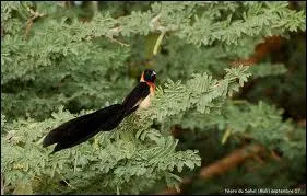 Quel est cet oiseau dont seul le mle possde cette livre ?