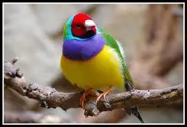 Un oiseau d'origine australienne portant le nom d'un ornithologue clbre ...