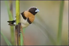 Egalement originaire d'Australie : quel est cet oiseau ?