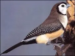 Comment se nomme cette petite chouette miniature ?