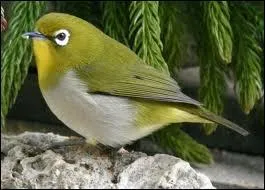 On le rencontre dans toute l'Inde et  Ceylan : l'oiseau  lunettes ou ... .