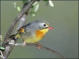 Comme son nom ne l'indique pas, cet oiseau vit en Himalaya jusqu'en Chine mridionale ...