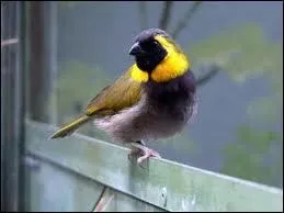 Celui-ci est bien nomm, il vit sur la plus grande le des Antilles :