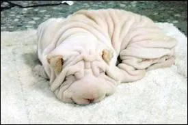 Ce chien est un ... ?