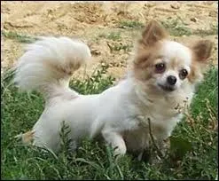 Ce chien est un ... ?