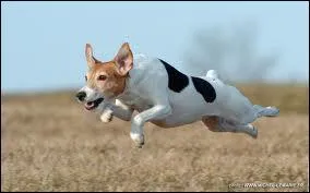 Ce chien est un ... ?