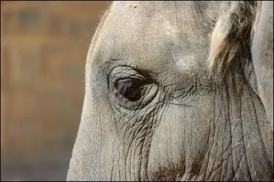 A qui appartient ce regard ?