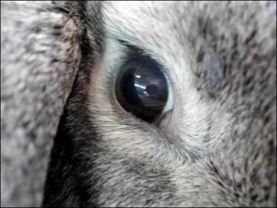 A qui appartient ce regard ?