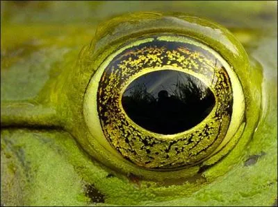 A qui appartient ce regard ?