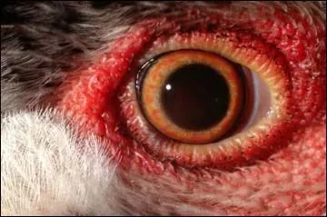 A qui appartient ce regard ?