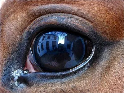 A qui appartient ce regard ?