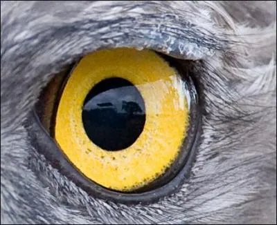 A qui appartient ce regard ?