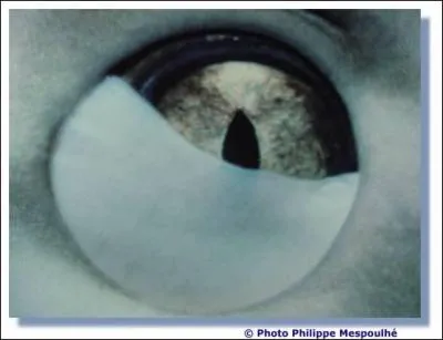 A qui appartient ce regard ?