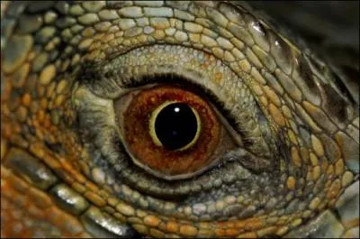 A qui appartient ce regard ?