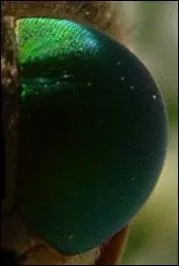 A qui appartient ce regard ?