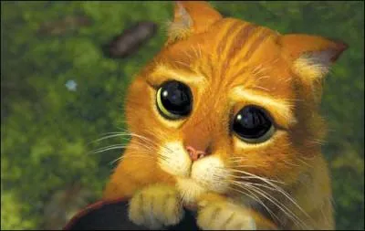 Comment s'appelle le chat ?