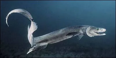 Lequel de ces requins n'existe pas ?