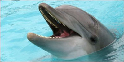 Que trouve-t-on sur la tête d'un dauphin ?
