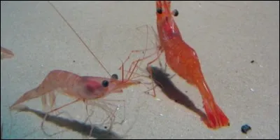 Les crevettes peuvent se déplacer à reculons.