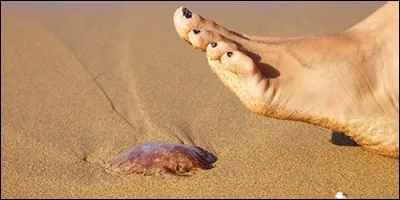 Quel animal marin transparent provoque des brûlures quand on le touche ?