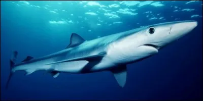 Quel animal n'est pas un mammifère ?