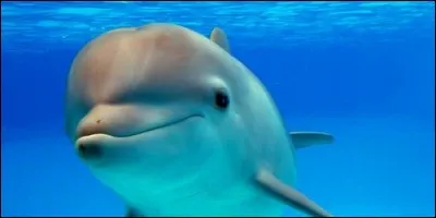 Comment s'appelle la bosse sur le front du dauphin, qui porte aussi le nom d'un fruit rond de l'été ?