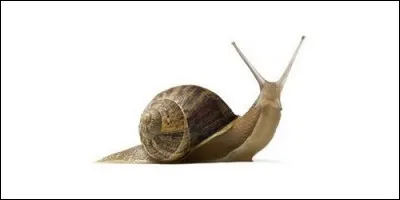 Le petit-gris est une espèce d'escargot. Quel est l'autre nom employé pour cet animal ?