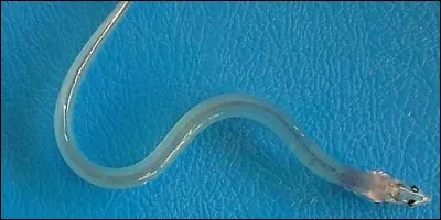 Comment appelle-t-on l'alevin de l'anguille européenne ?