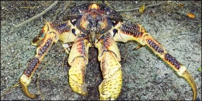 Comment s'appelle le plus grand crustacé terrestre ?