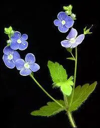 Avec ses petites feuilles troites et lancoles, elle donne des fleurs d'un bleu tendre en pis, c'est ?