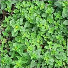 Elle porte le nom d'origan pour ses varits vivaces, ses fleurs apparaissent en septembre, c'est ?