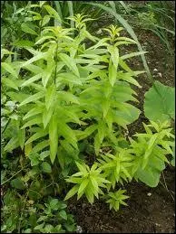 Elle est appele herbe de Vnus, en infusion on la mlange avec de la menthe, c'est ?