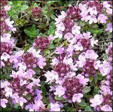 Proche cousin du thym, aromatique et officinal, il est tonique et stimulant, c'est ?