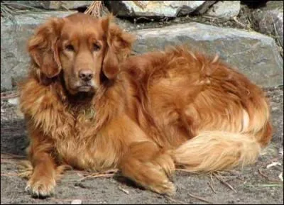 De quelle couleur est le pelage de ce chien ?