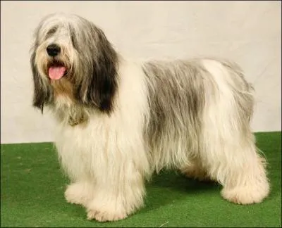 Quelle est cette race de ce chien ?