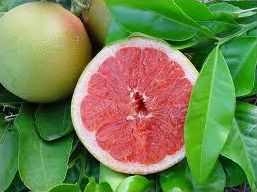 Quiz Fruits