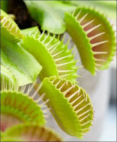 Dans des forêts remplies d'-----------------.