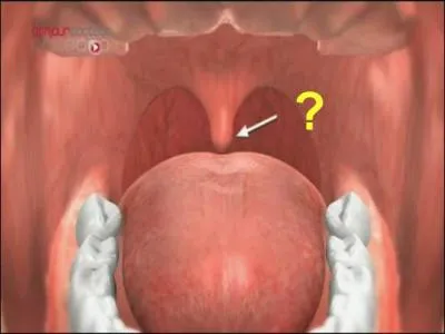 Le got : comment s'appelle cet appendice ?