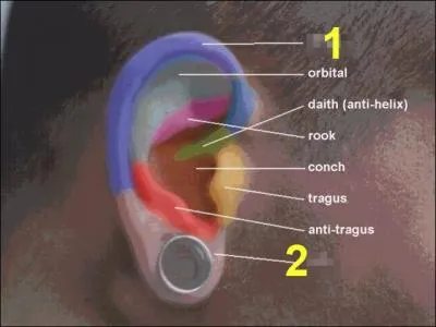 L'ouie : le 1 s'appelle :
