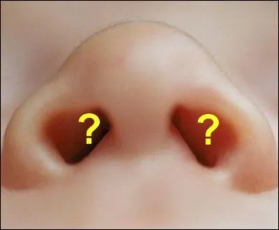 L'odorat : ces cavits sont les :