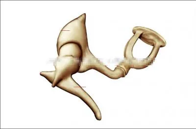 Les 3 osselets de l'oue sont :